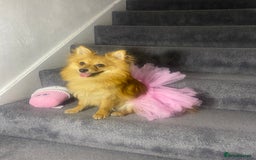 Pomeranian dogs for sale:  1 year old Pomeranian  - Image 3