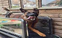 Mixed Breed dogs for sale: Belgian malinois  - Advert 12