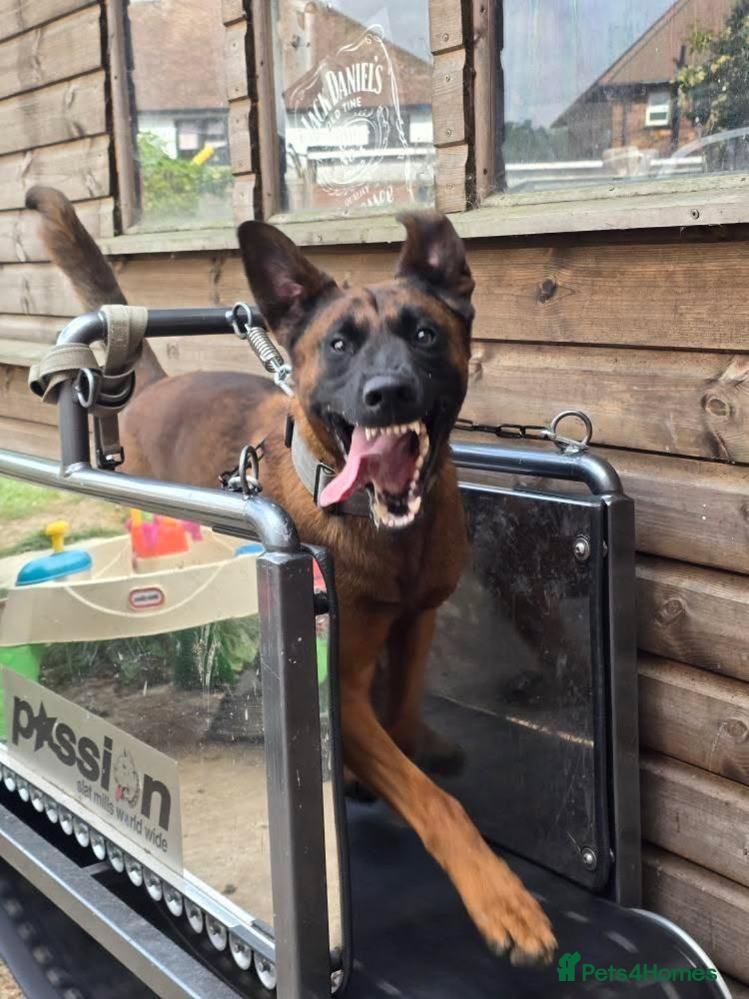 Mixed Breed dogs for sale: Belgian malinois  - Advert 12