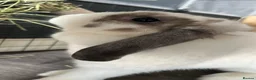 Mini Lop rabbits for sale: 2 mini lop/holland lop rabbits - Advert 4
