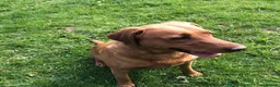 Labrador Retriever dogs for sale: Fox Red Labrador Puppy’s for Sale - Advert 2