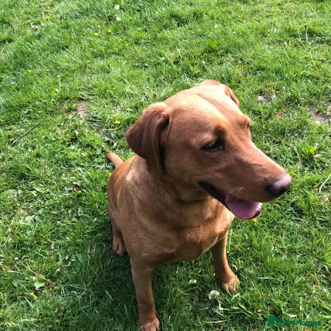 Labrador Retriever dogs for sale: Fox Red Labrador Puppy’s for Sale - Advert 2
