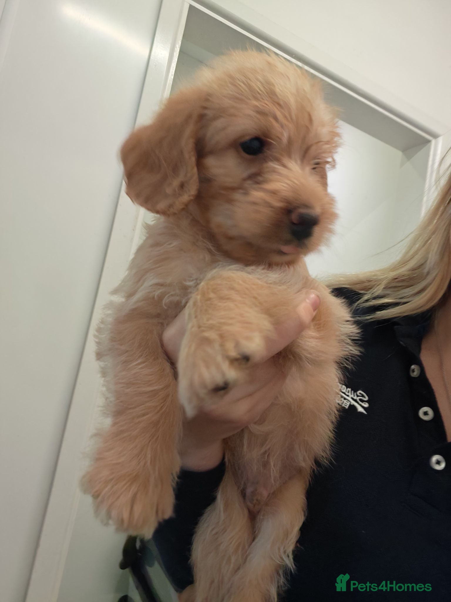 Labradoodle dogs Ready Aug 16th Fluffy Min Labradoodles  - Advert 8