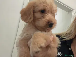 Labradoodle dogs Ready Aug 16th Fluffy Min Labradoodles - Advert 8