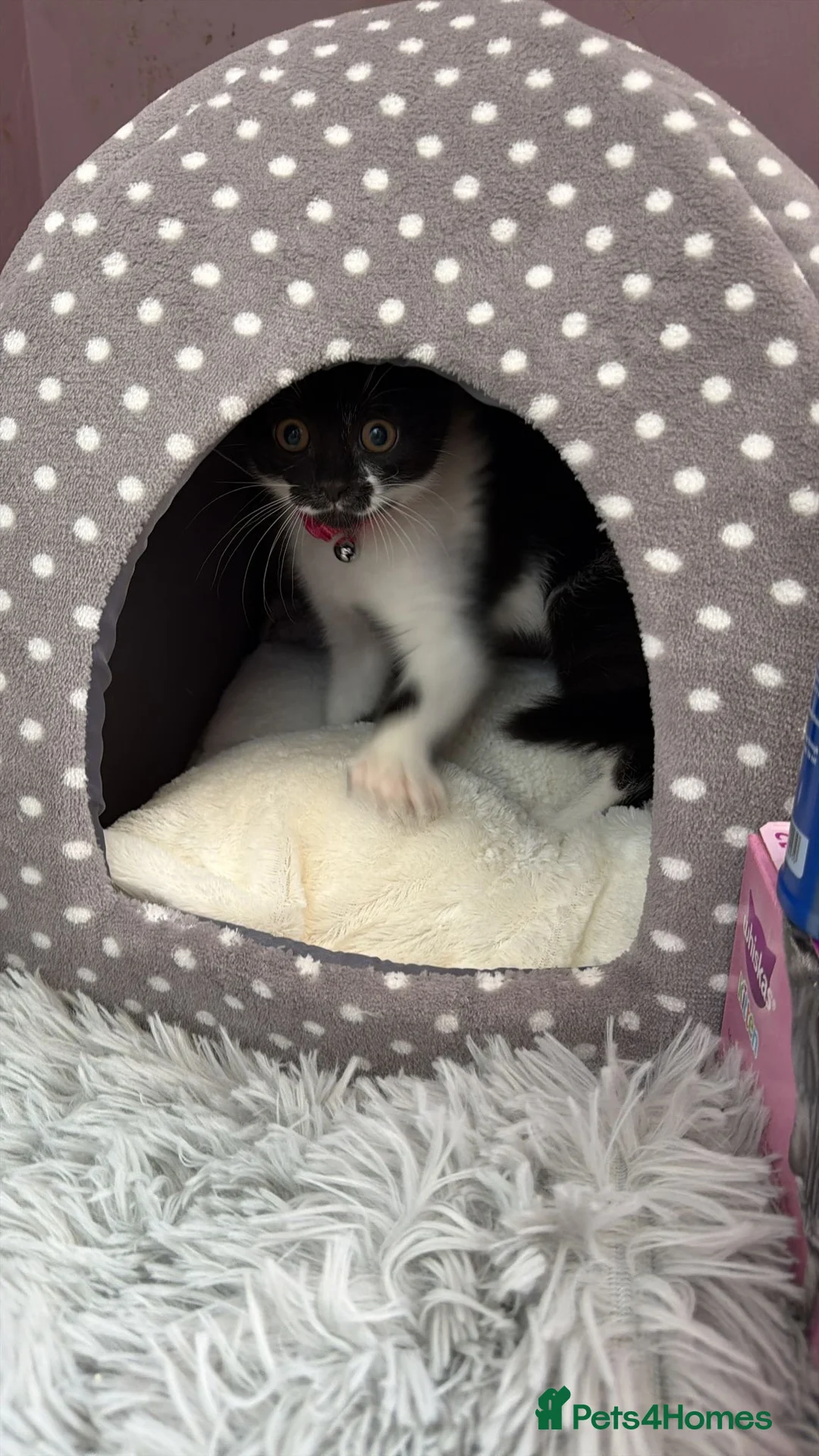 British Shorthair cats for sale: British short hair kitten  - Advert 12