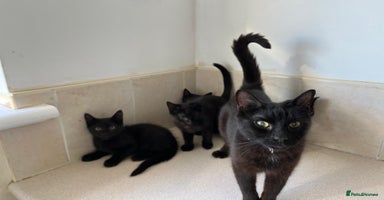 Mixed Breed cats - Advert 15