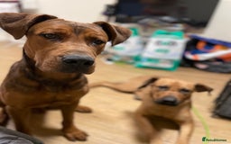 Mixed Breed dogs for sale: Kane  - Advert 1