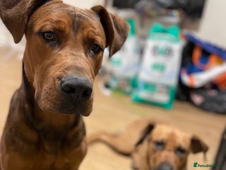 Mixed Breed dogs Kane - Advert 1