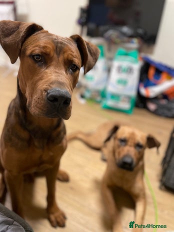 Mixed Breed dogs Kane - Advert 1