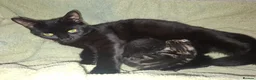 British Shorthair cats for sale: 2 x male kittens - Advert 2