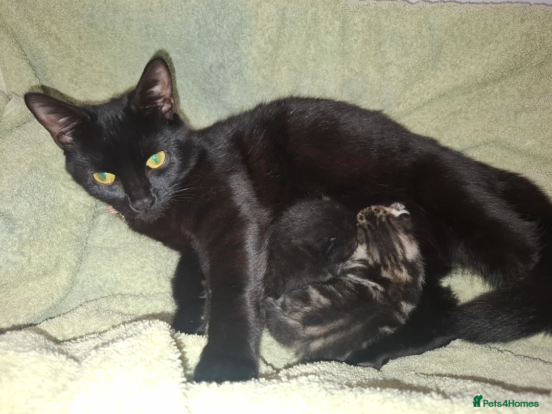 British Shorthair cats for sale: 2 x male kittens - Advert 2