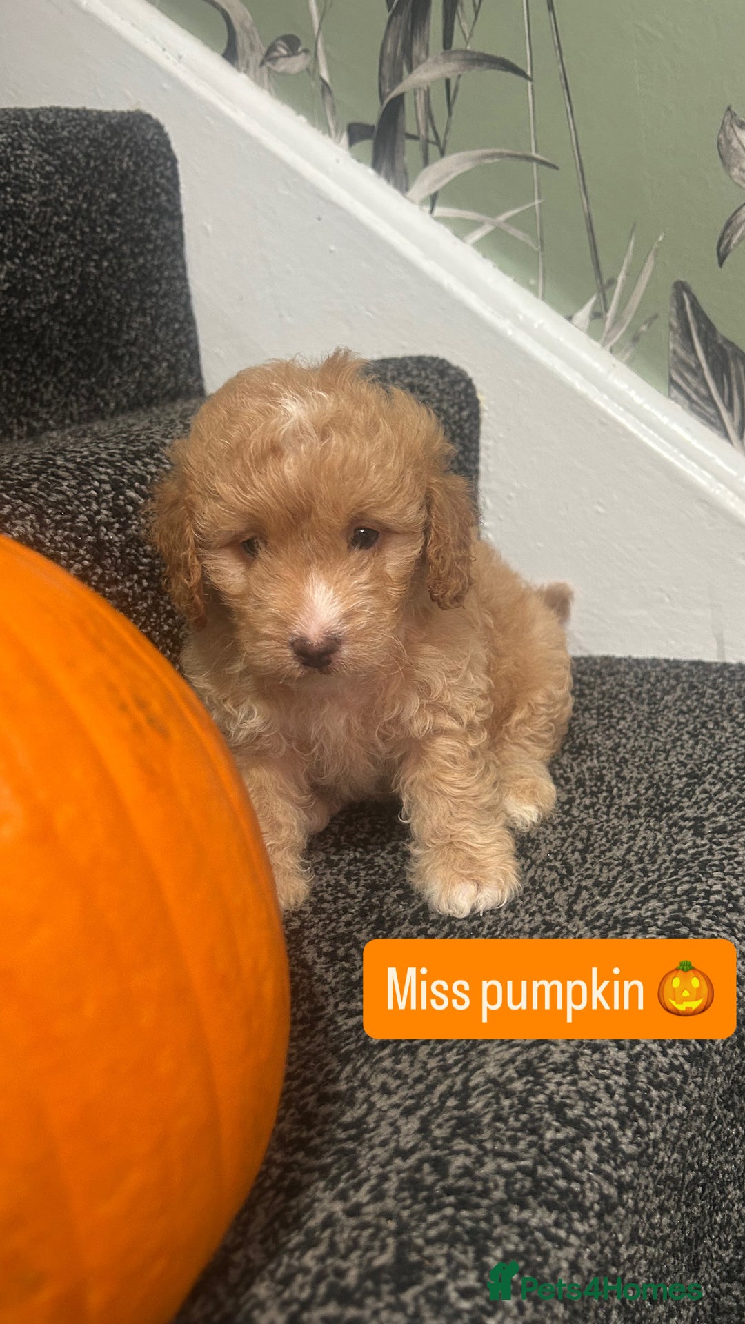 Cockapoo dogs for sale: Stunning toy cockapoo puppies  - Image 14