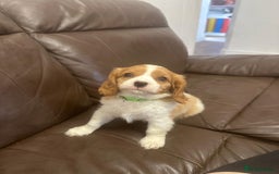 Cavalier King Charles Spaniel dogs for sale: Male KC reg & Health Tested Cavalier puppies - Image 21