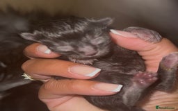 Maine Coon cats for sale: Full Maine Coone Kittens - Image 3