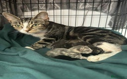 Mixed Breed cats for sale: 2 female grey tabby kittens  - Image 7