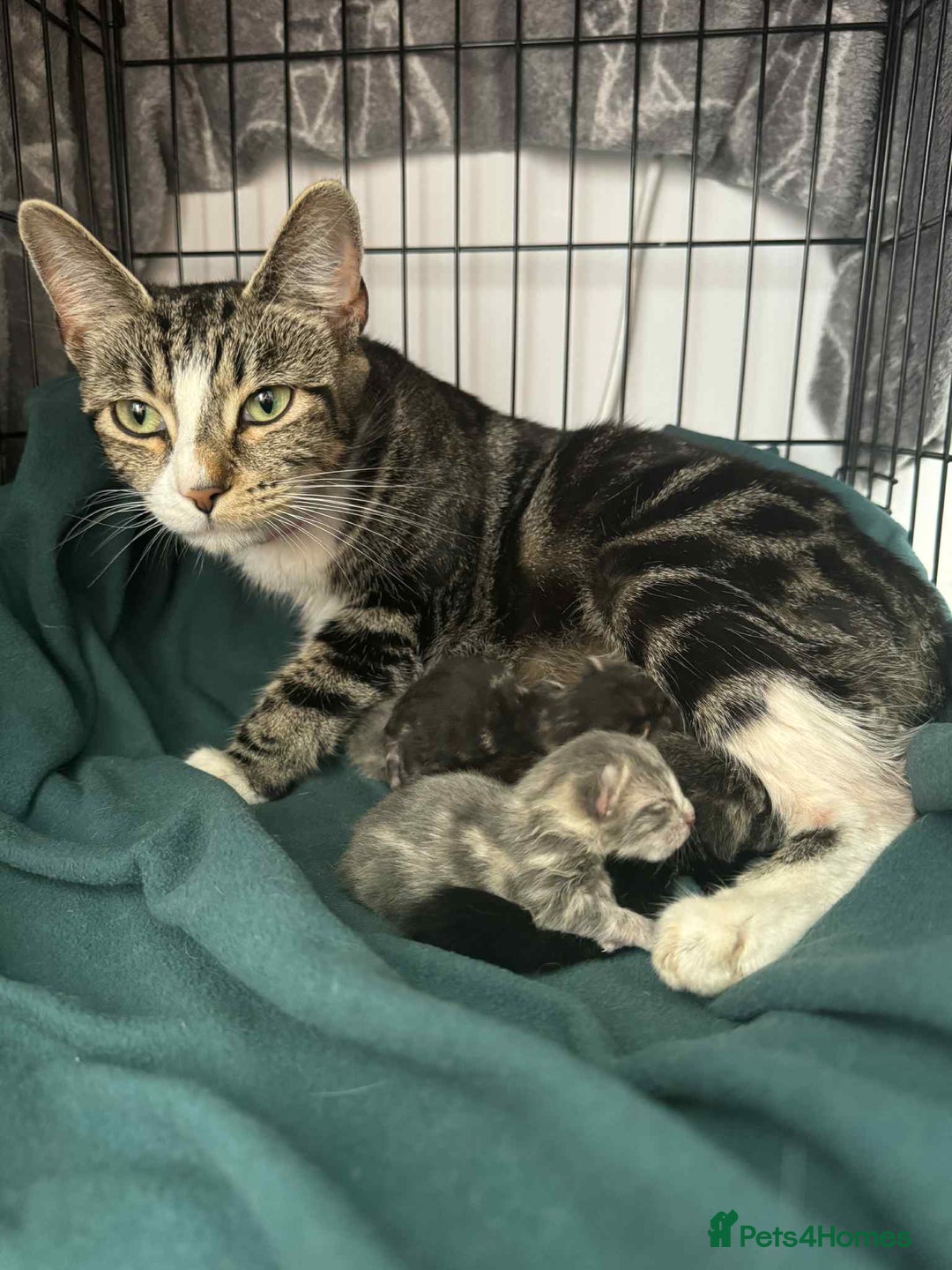 Mixed Breed cats for sale: 2 female grey tabby kittens  - Image 7