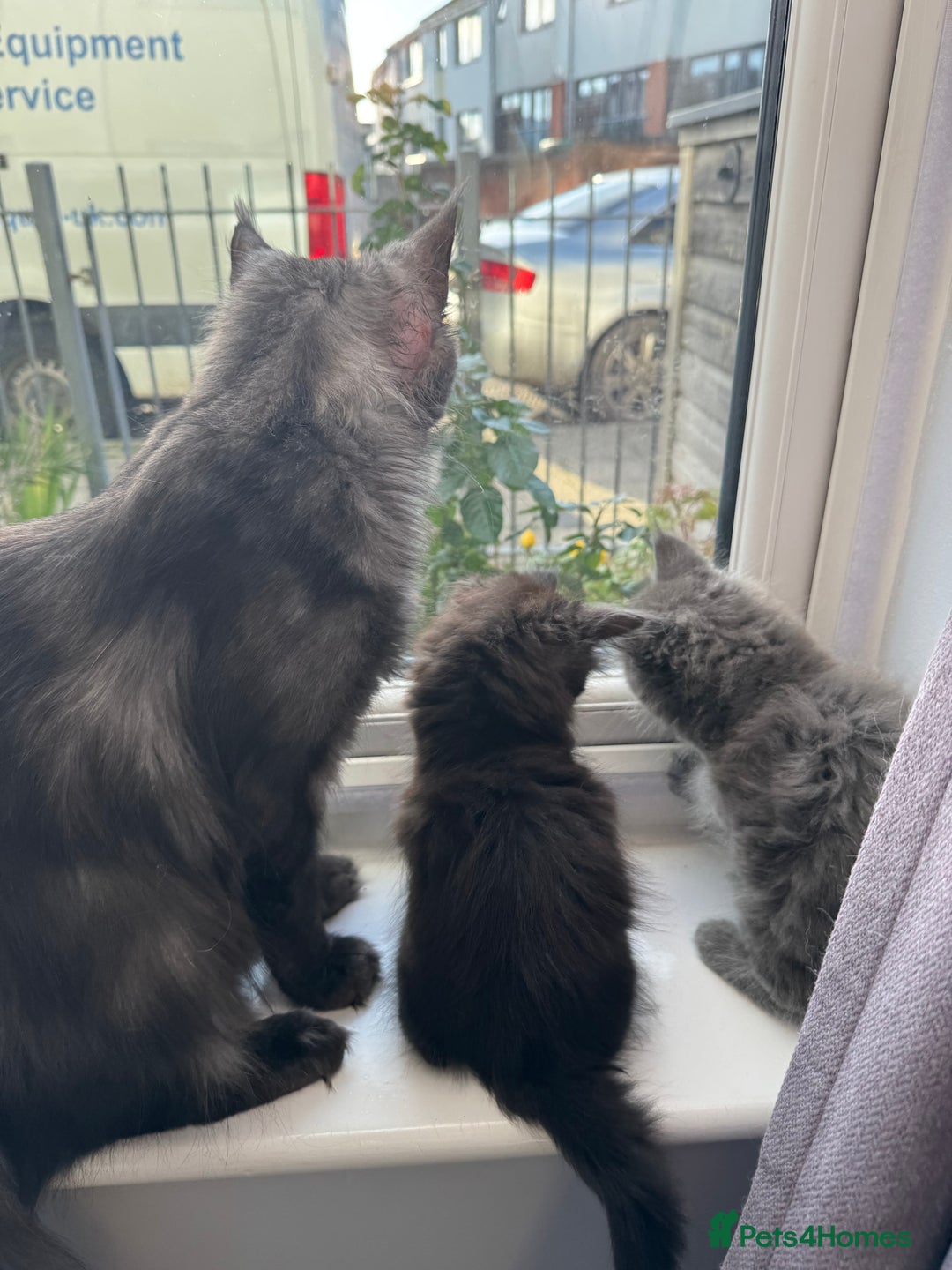Maine Coon cats for sale: Pedigree Maine Coon Kittens – Blues & Smokes - Advert 35