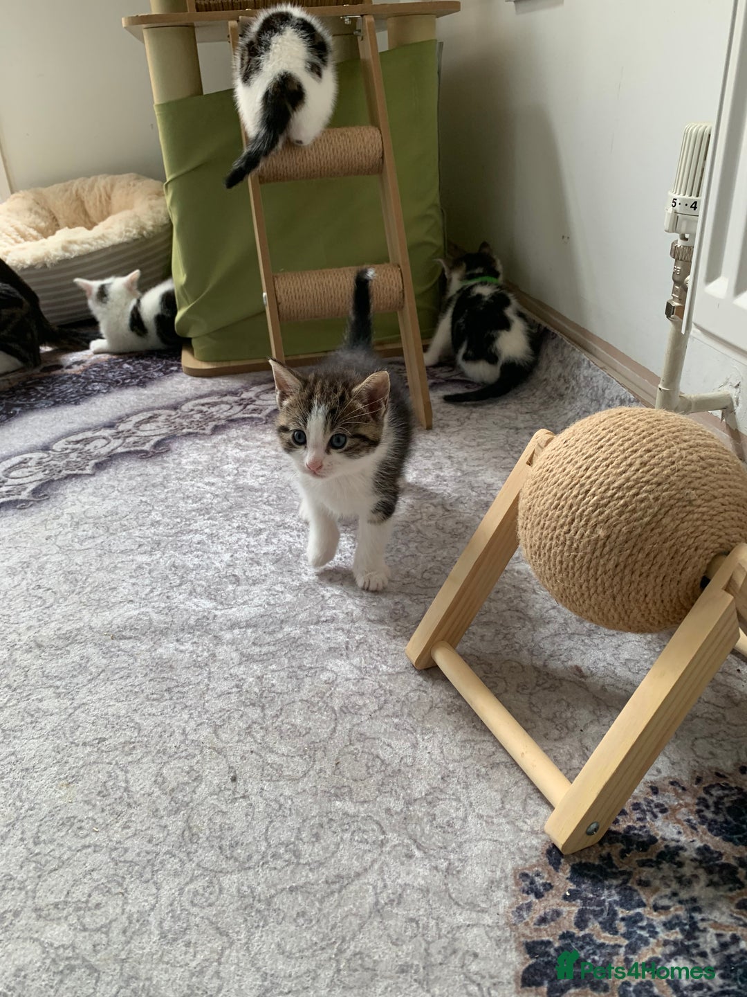 Mixed Breed cats for sale: Mixed breed Kittens  - Image 16