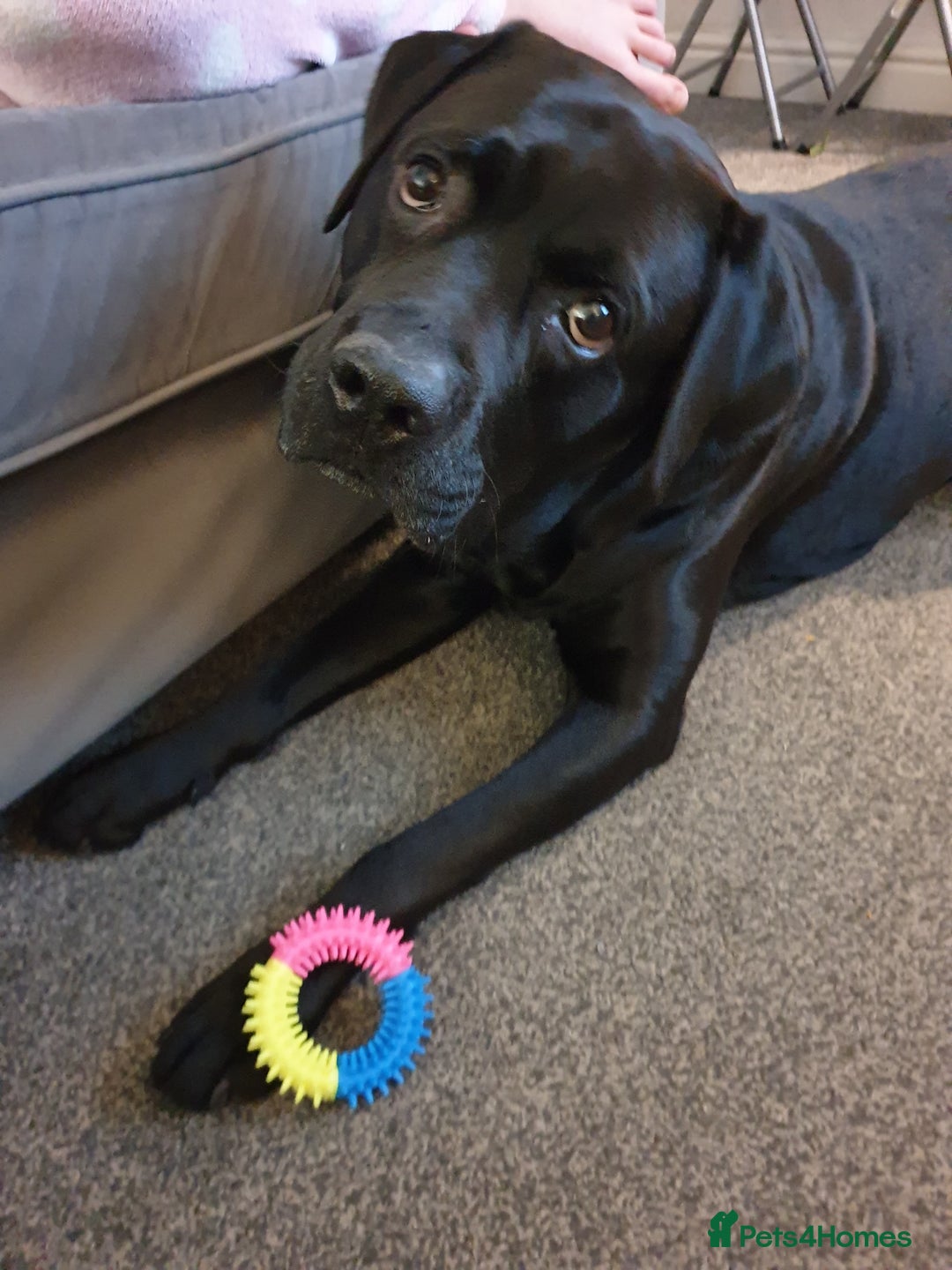 Cane Corso dogs for stud: Cane corso stud - Image 3