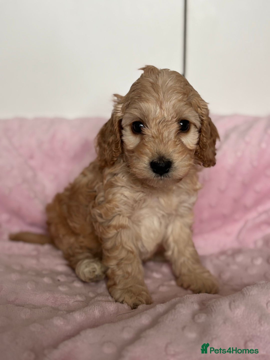 Mixed Breed dogs for sale: Stunning Cockapoo / Doodle  Puppies - Advert 5