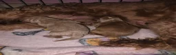 Cavapoo dogs for sale: 2 beautiful cavapoo babies ready for Halloween  - Advert 1