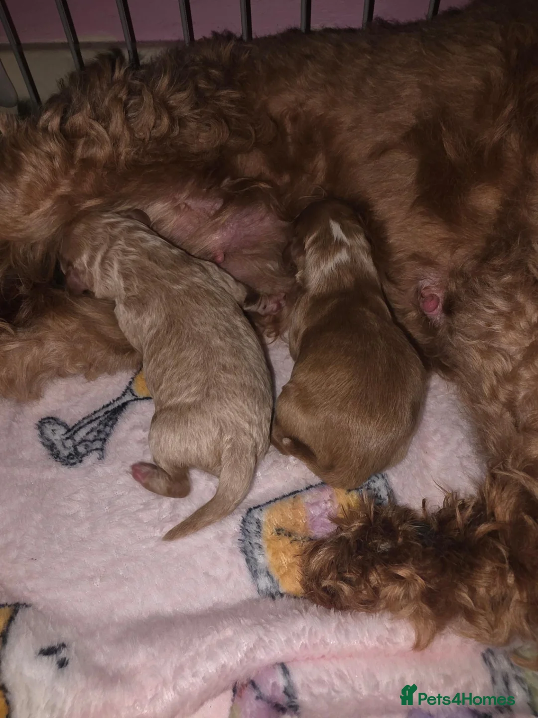 Cavapoo dogs for sale: 2 beautiful cavapoo babies ready for Halloween  - Advert 1
