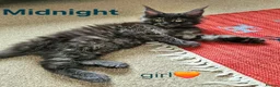 Maine Coon cats for sale: ✨ Meet Our Magnificent Maine Coon Kittens ✨ - Advert 3