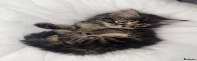 Mixed Breed 2