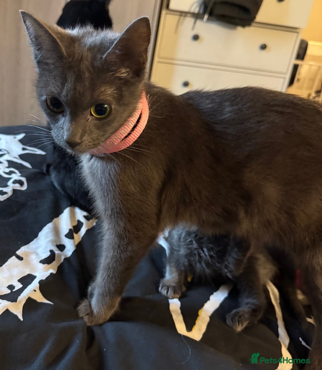 Mixed Breed cats for sale: Grey mixed breed kittens for sale - Advert 5