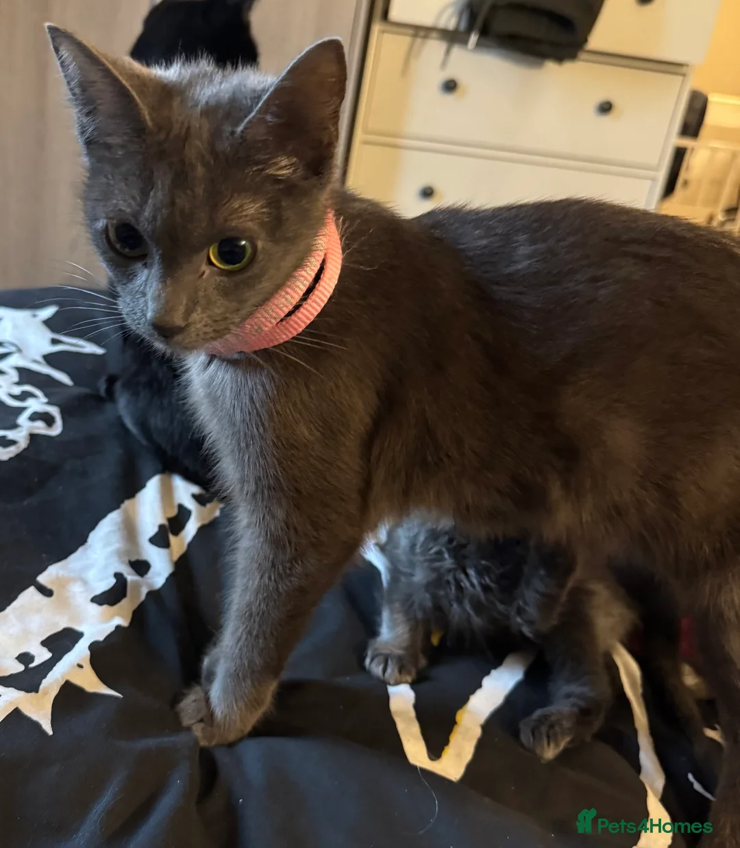 Mixed Breed cats for sale: Grey mixed breed kittens for sale - Advert 5