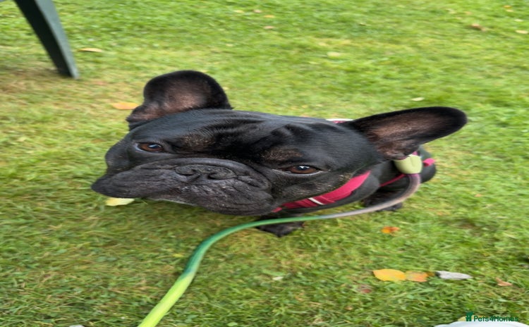 French Bulldog dogs - Advert 12