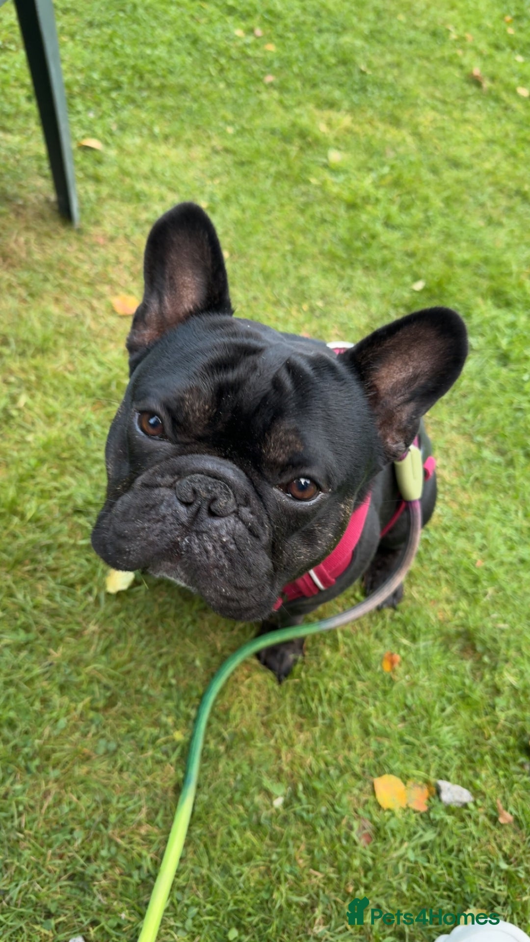 French Bulldog dogs for stud: Amazing black boy for stud - Image 1