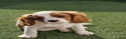 Cavalier King Charles Spaniel dogs for sale: KC Cavalier King Charles Spaniel!DNA tested! - Advert 7