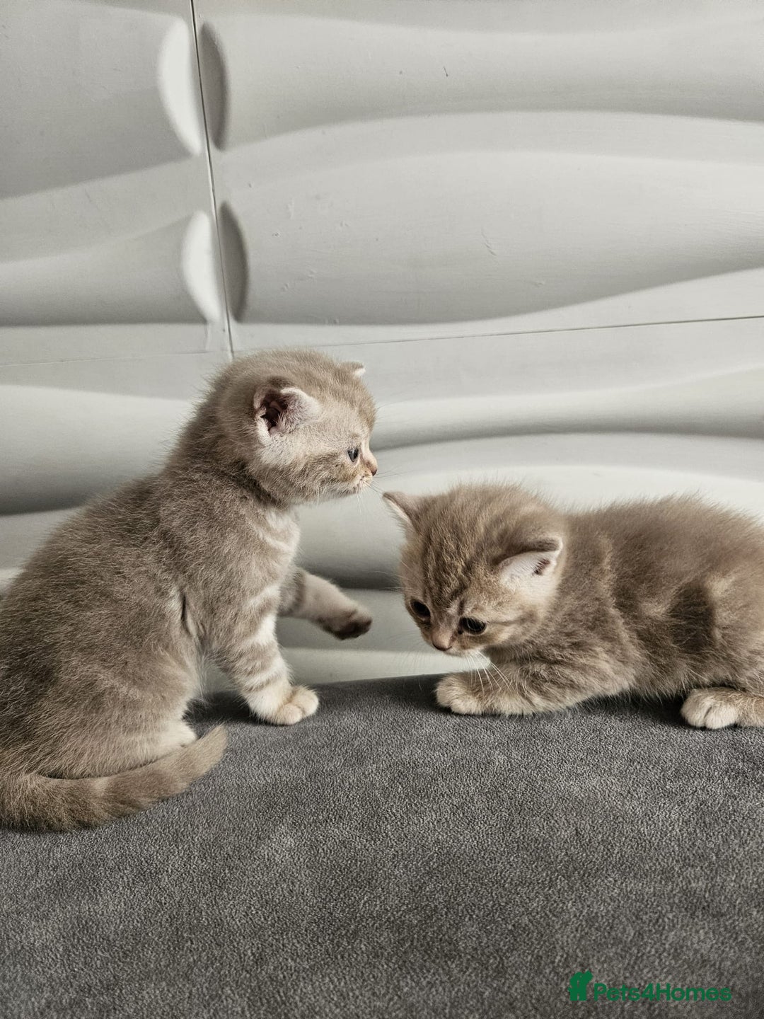 Burmese cats for sale: Beautiful Burmese x British kittens for sale 🤍  - Image 17