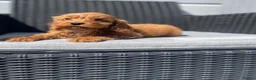 Cockapoo dogs for sale: beautiful Cockapoo ready now 😍😍 - Advert 6