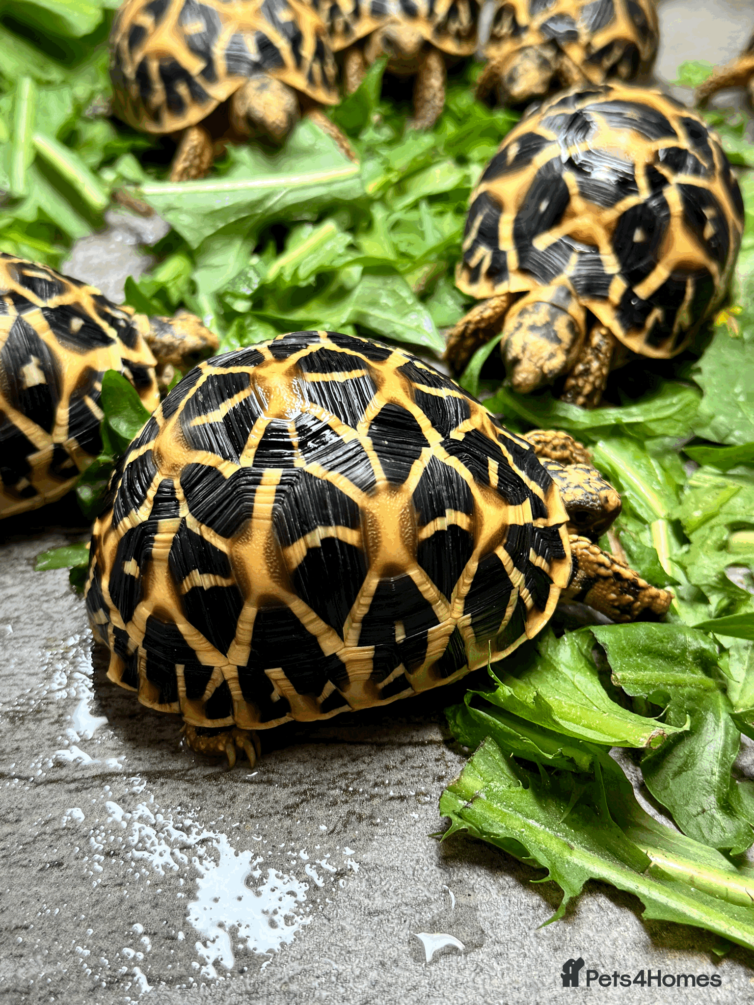 Tortoise reptiles CB26 indian star tortoise for sale - Advert 8