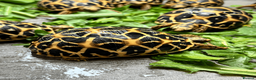Tortoise reptiles for sale: CB26 indian star tortoise for sale - Advert 1