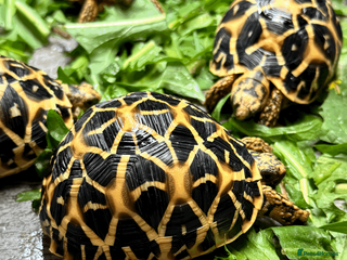 Tortoise reptiles CB26 indian star tortoise for sale - Advert 8