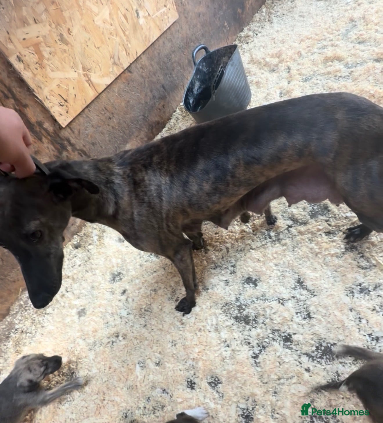 Mixed Breed dogs Collie whippet Bedlington greyhound puppies - Advert 1