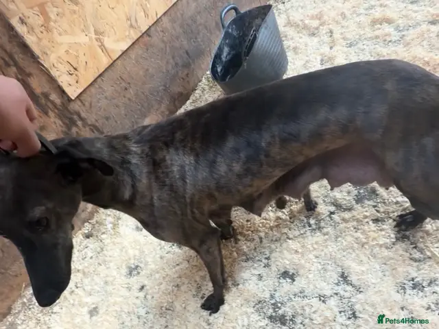 Mixed Breed dogs for sale: Collie whippet Bedlington greyhound puppies - Advert 1
