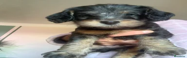 Cockapoo 7