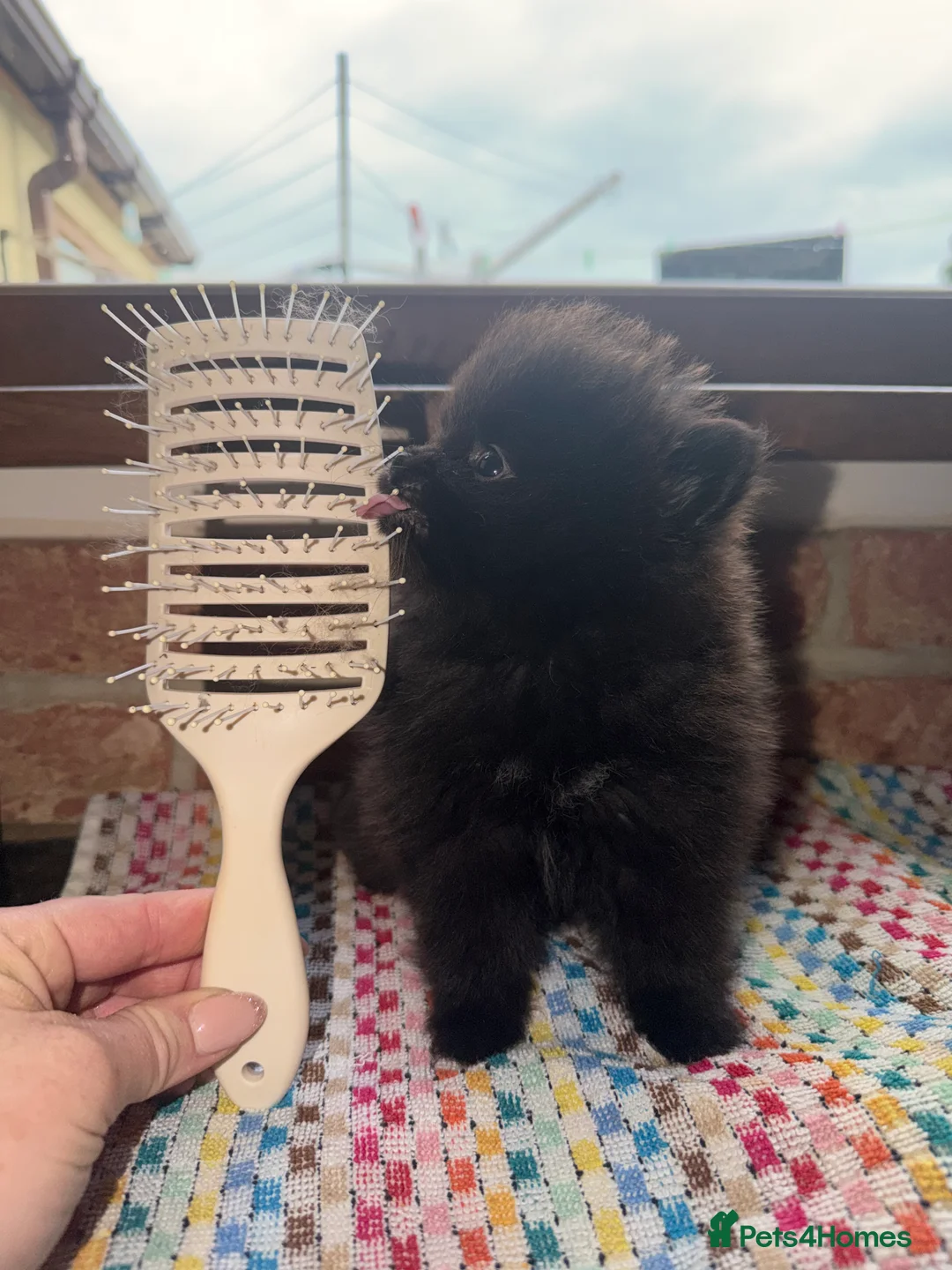 Pomeranian dogs for sale: 💐🤩🖤SMALL BUT MIGHTY PLEASE READ  🖤🤩💐 - Advert 2