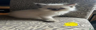 Ragdoll Kitten 5