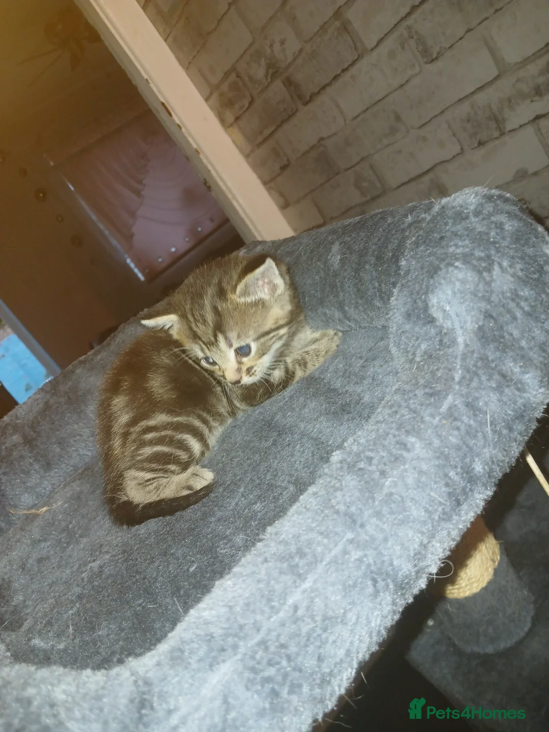 Mixed Breed cats for sale: For Sale  - Advert 2