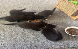 British Shorthair cats for sale: Kitten ready for forever homes  - Image 10