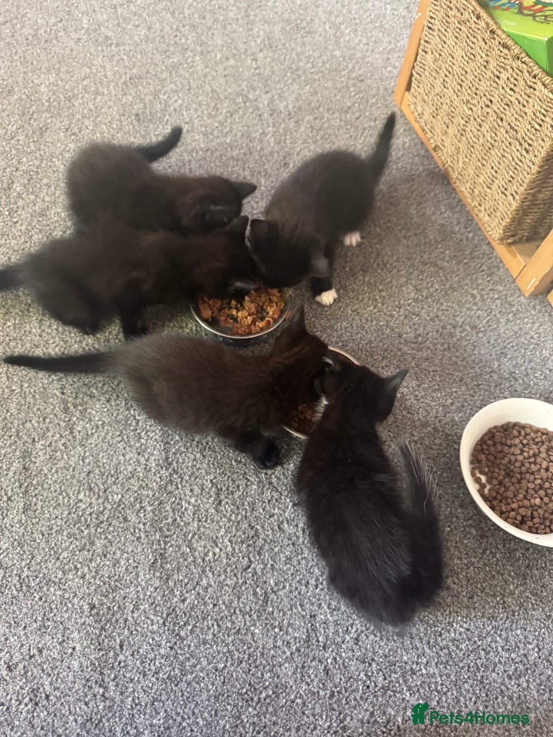 British Shorthair cats for sale: Kitten ready for forever homes  - Image 10