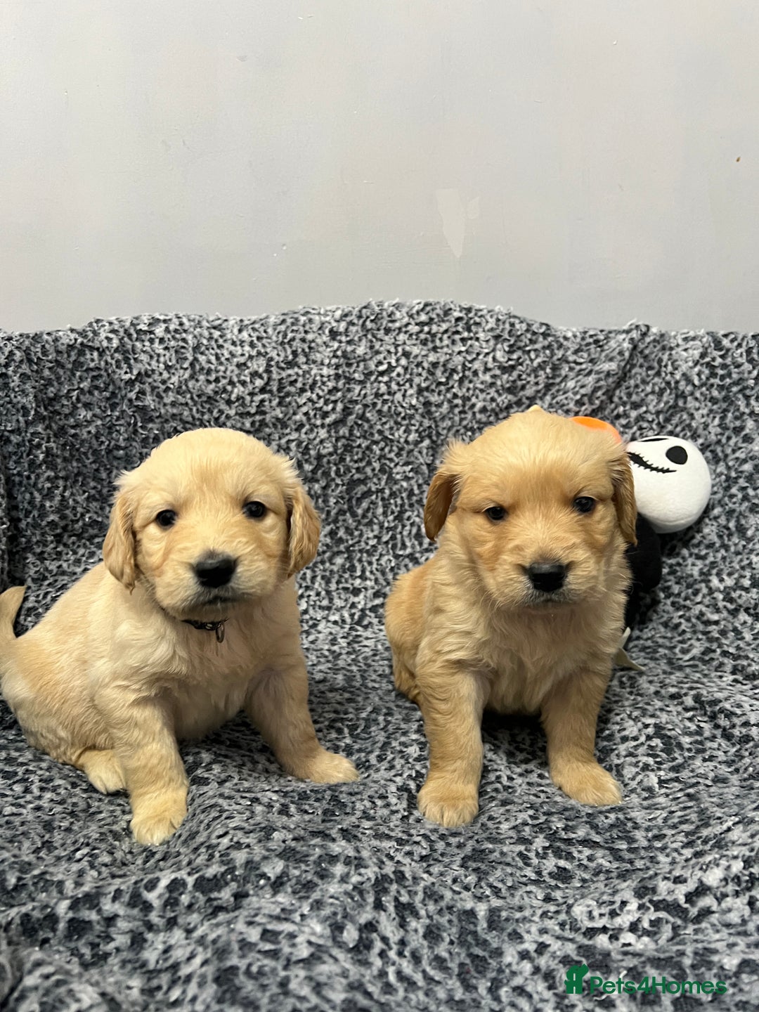 Golden Retriever dogs for stud: Hip & elbow scored health tested proven stud boy  in Barnsley - Image 8