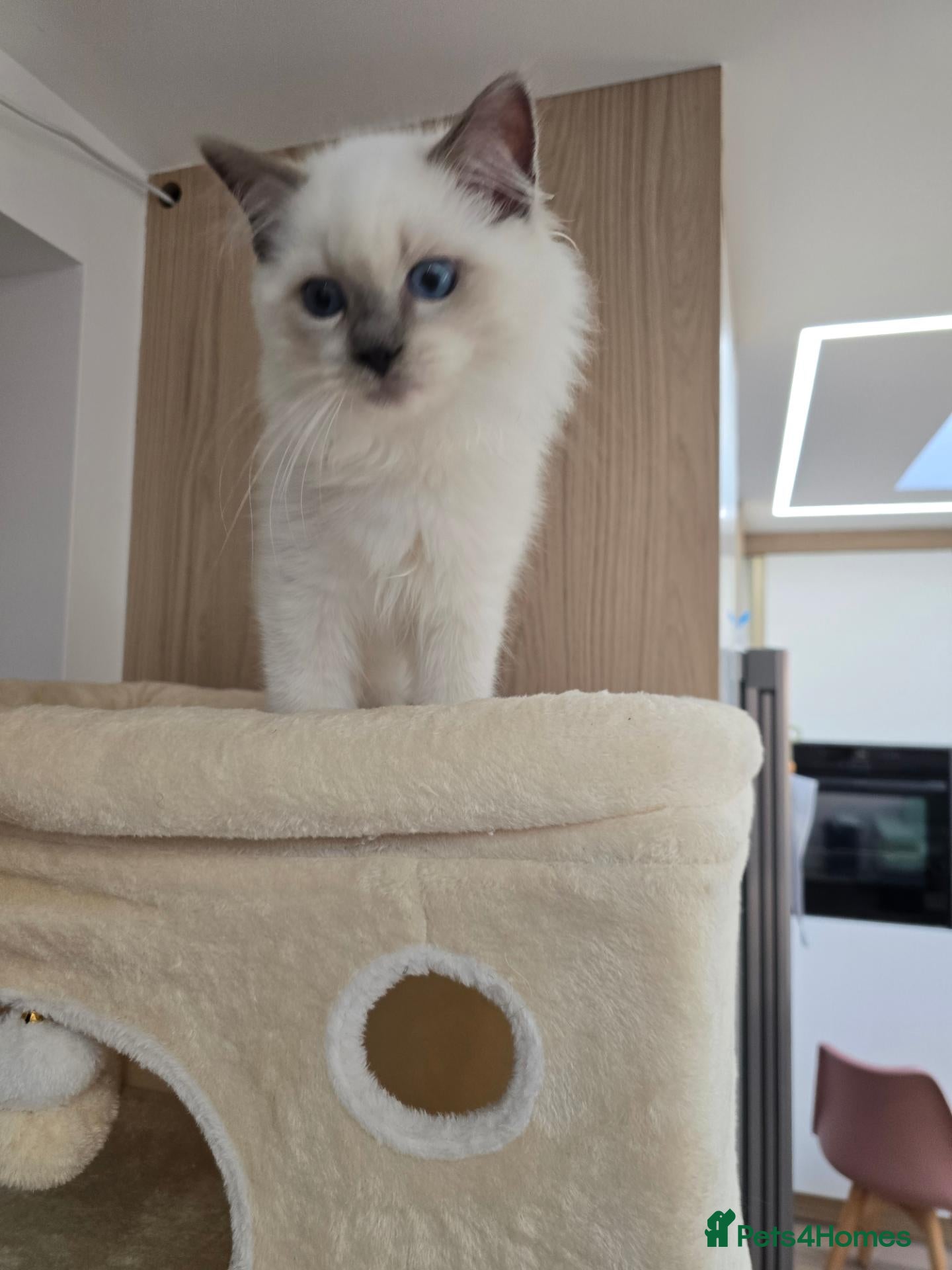 Ragdoll cats Ragdoll Sired by champion - Advert 22