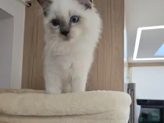Ragdoll cats Ragdoll Sired by champion - Advert 5