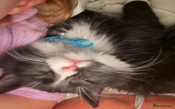 Mixed Breed cats for sale: Our Beautiful Dice - Image 12